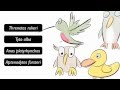 Identifying Birds Using A Dichotomous Key