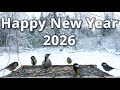 Happy New Year 2026 Everyone Laimīgu Jauno 2026 Gadu