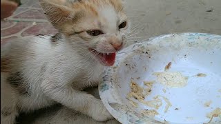 Rescue Feral Kitten Hissing At Me For Touching Her || Cute Kitty Has Attitude Problem ||