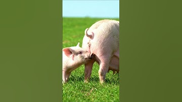 Secrets of pig training a step by step guide 23