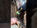 Myna bird beautiful babies (P 51) #shorts #shortsvideo #ytshorts #trendingshorts #short