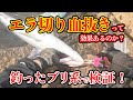 【釣った魚の締め方】エラ切り血抜きの効果を検証！［ブリ系］ 脳締め→血抜き→神経締め→鬼絞めをやる！