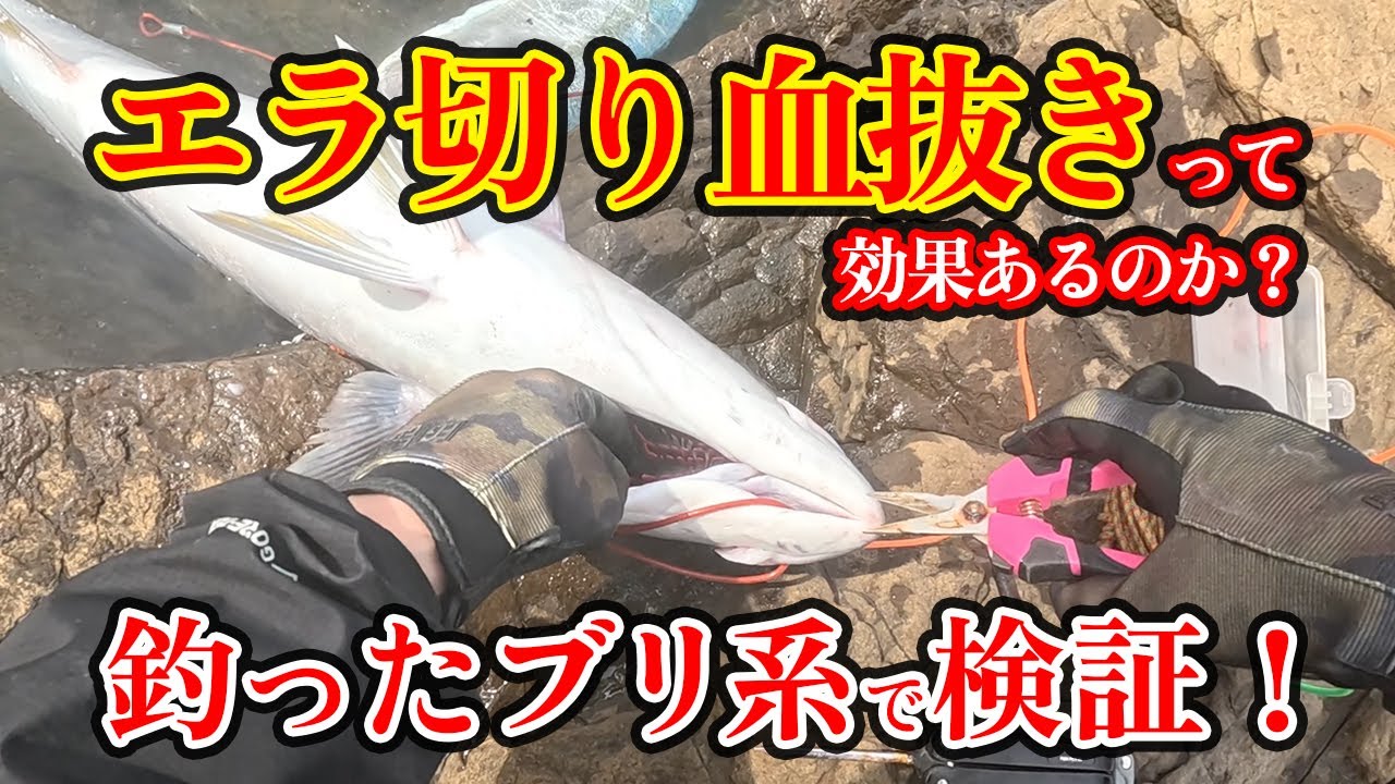 【釣った魚の締め方】エラ切り血抜きの効果を検証！［ブリ系］ 脳締め→血抜き→神経締め→鬼絞めをやる！