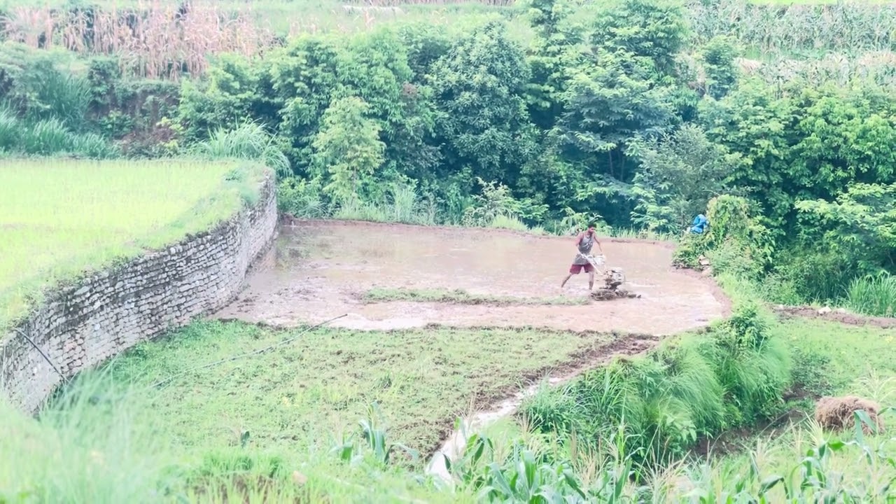 Land cultivating video for rice farming in Nepal 