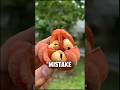 THIS FRUIT Can Send You To THE HOSPITAL...