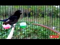 Masteran Kolibri Ninja Konin Nembak Isian Kasar Ampuh Pancing Konin Bahan Mp3 - Mp4 Download