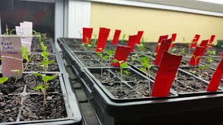 Starting seeds indoors for the 2015 summer garden - Tomatoes, Peppers, Eggplant, Tobacco