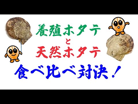 サロマのホタテ食べ比べ対決!