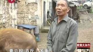 In the magic China,a farmer has a pig as big as a cow.flv