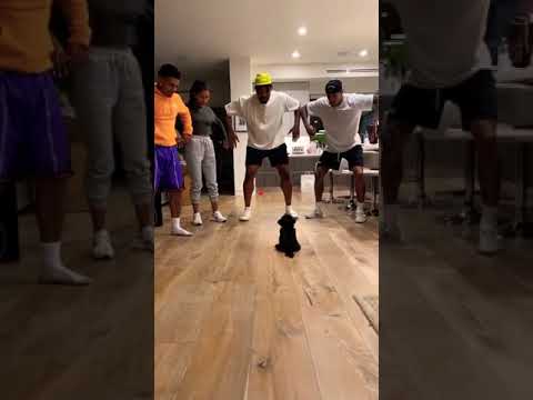 حاول ألا تموت من الضحك أفضل فيديو مضحك جدا الضحك حتي الموت