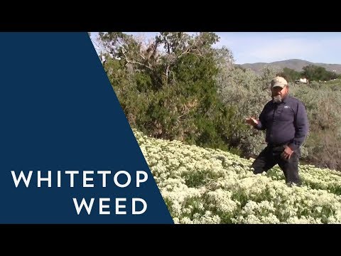 Video: Is White Campion een onkruid - Tips voor het bestrijden van White Campion in landschappen