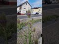 Die wilde Karde, ein wunderschöner Insektenmagnet und Vogelfutter