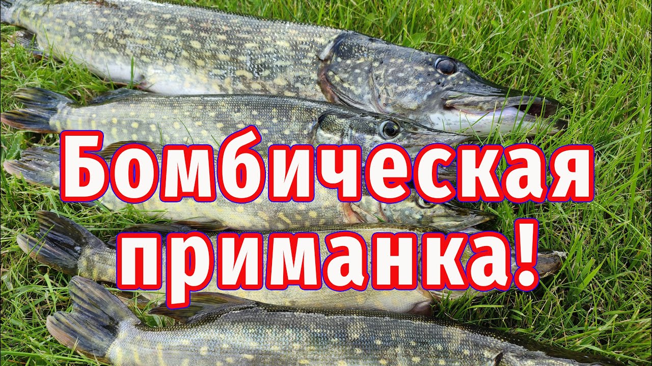 Бомбическая Приманка на щуку! Я в шоке от выбора щуки осенью!