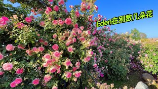 Eden龙沙宝石从零开始养！注意事项，优缺点？多久可以观赏？园艺篇406