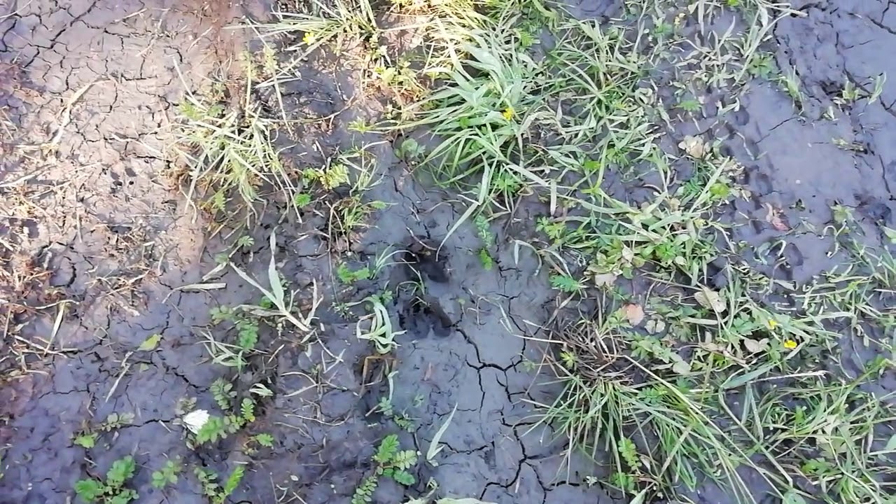 Вкусная трава и приправа Тмин, солить капусту, грибы. - YouTube