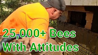 Huge Honey Bee Infestation That Tested My Skills