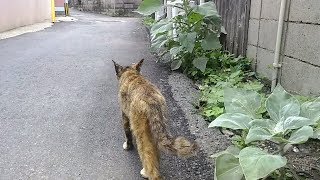 野良猫「今から集会行くけど着いてくるか?」俺「行きます！」着いていってみた。