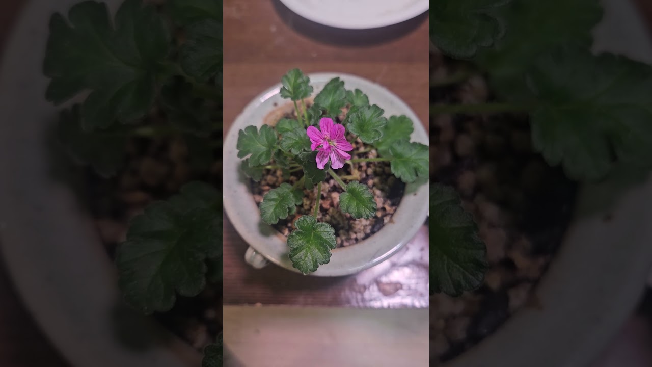 1/11(아침.morning)겹풍로초가 예쁘네요.(The double cranesbill is pretty)