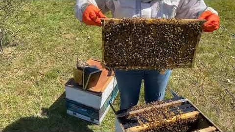 Checking for Swarm Cells #5  🇦🇺🐝 #australia #beekeeping #savethebees #bee #honeybee #beekeeper