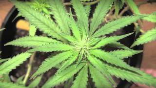 BML LED GROW LIGHTS - Video #13 - Day 32 Flower - Something Is Not Right