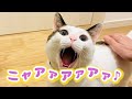 一度は聴いておきたいビブラートが綺麗すぎる猫【#Shorts】