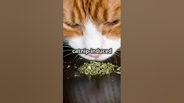 Why Catnip Gets Cats High but Not Humans