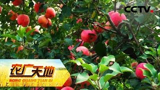 《农广天地》苹果园的水肥一体化 20190117 | CCTV农业