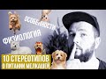 10 стереотипов про питание маленьких пород собак