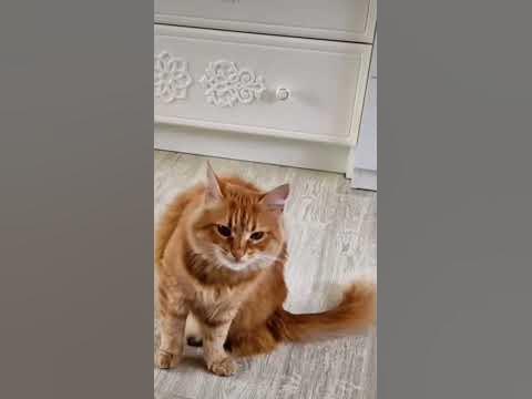 Рыжая кошечка,#забавныемоменты #попробуйнеулыбнись забавные питомцы ...