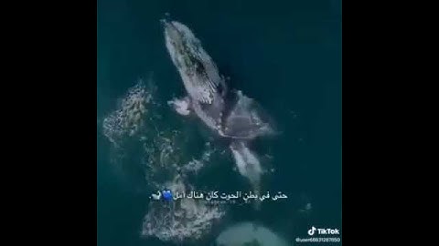 القارئ اسلام صبحي سوره الأنبياء /  ايه 87 و88