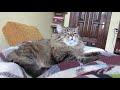Сибирский кот Тихон встречает хозяев из отпуска. Siberian cat Tikhon meets owners.