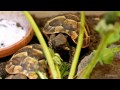 Dandelion feast