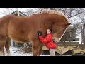 Emotional reunions of animals  owners after years apart