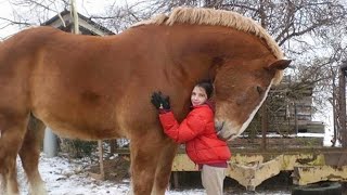 Emotional Reunions of Animals & Owners After Years Apart!