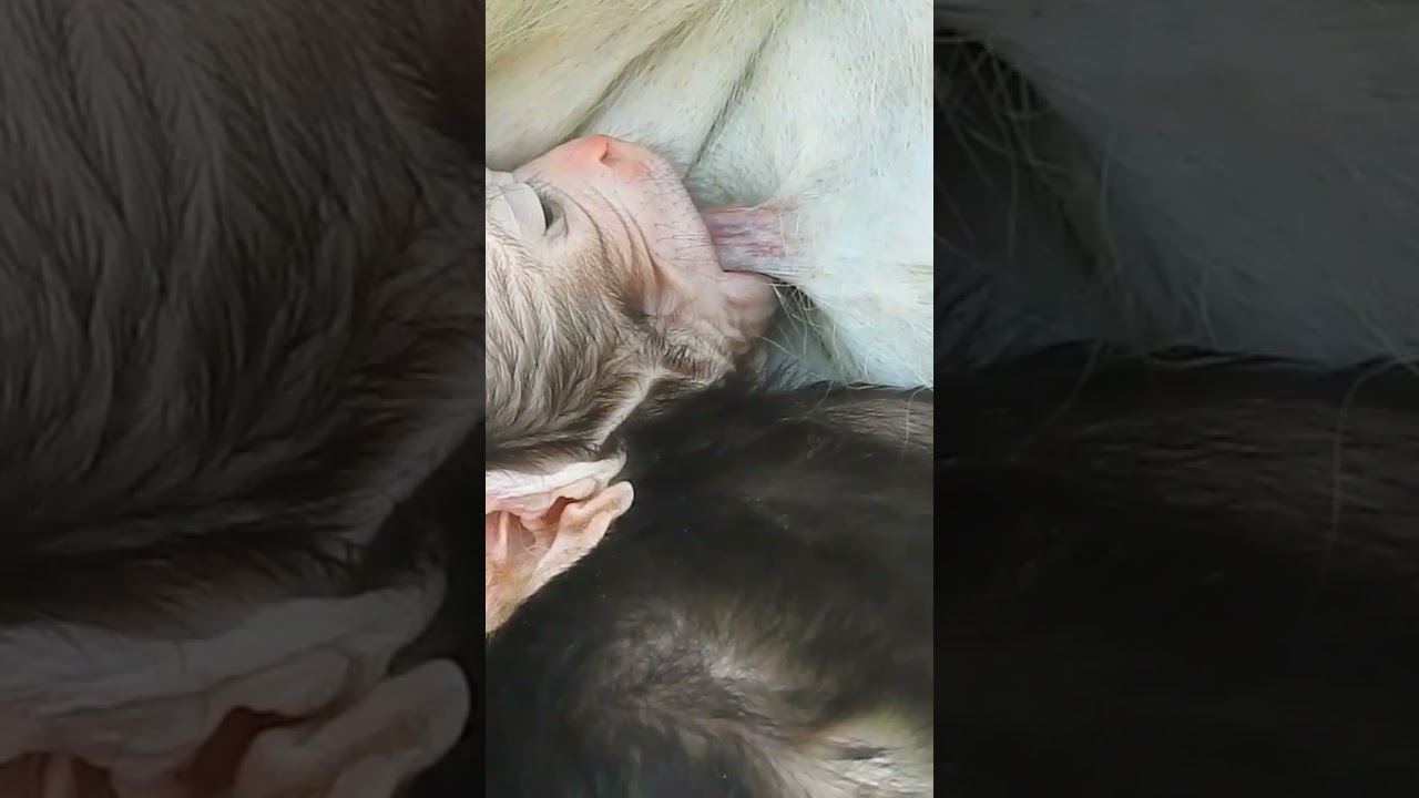 Lovely newborn getting milk.❤😊 