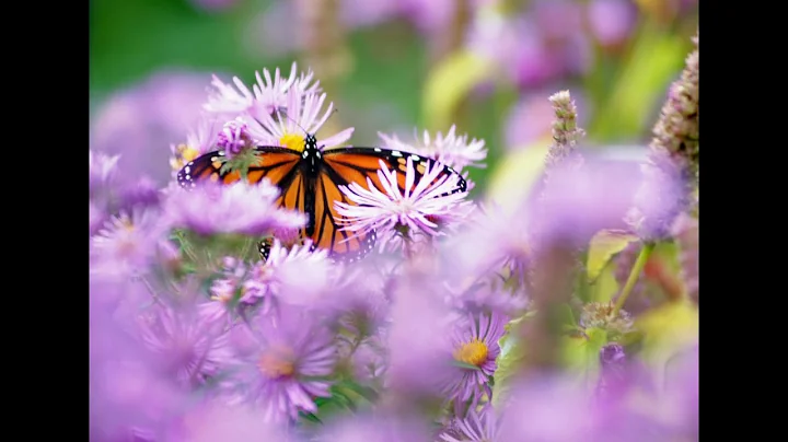 Turn Your MA Lawn into Pollinator Gardens & Landscape Wildlife Habitat