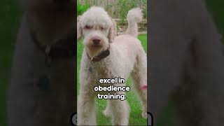 Poodle Power: Unleashing Facts by FurryFacts10 #dog #cute #puppies #doglovers #pets #poodle