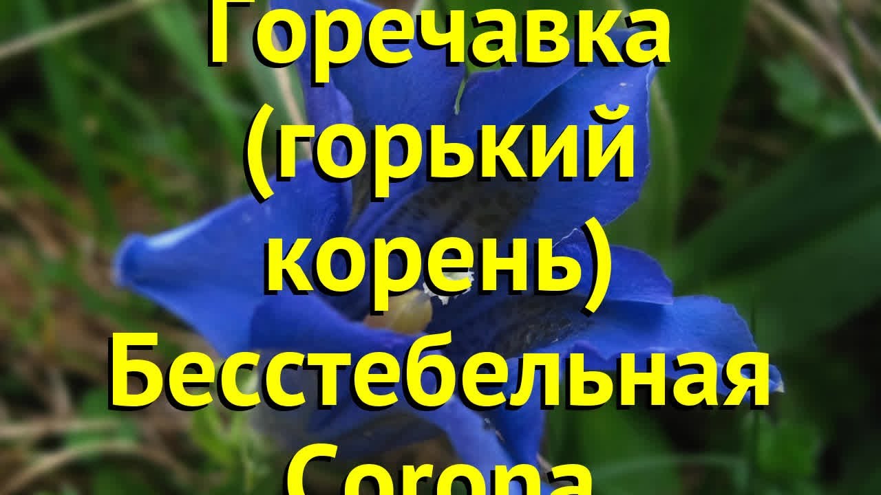 Горечавка бесстебельная Корона. Краткий обзор, описание характеристик gentiana acaulis Corona