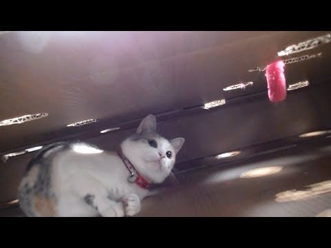 可愛い画像 Cat playing with a big cardboard box
