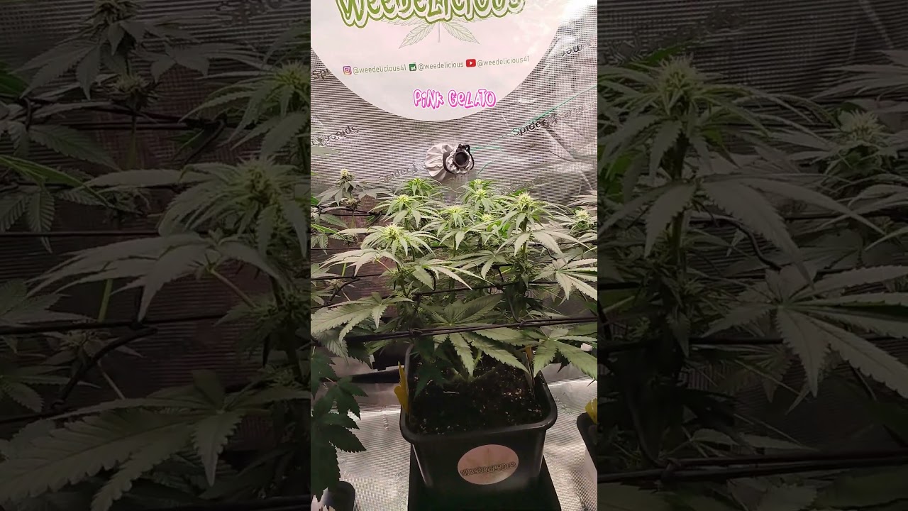 Day 64 Tropical Marker, Purple Kush, Pink Gelato 