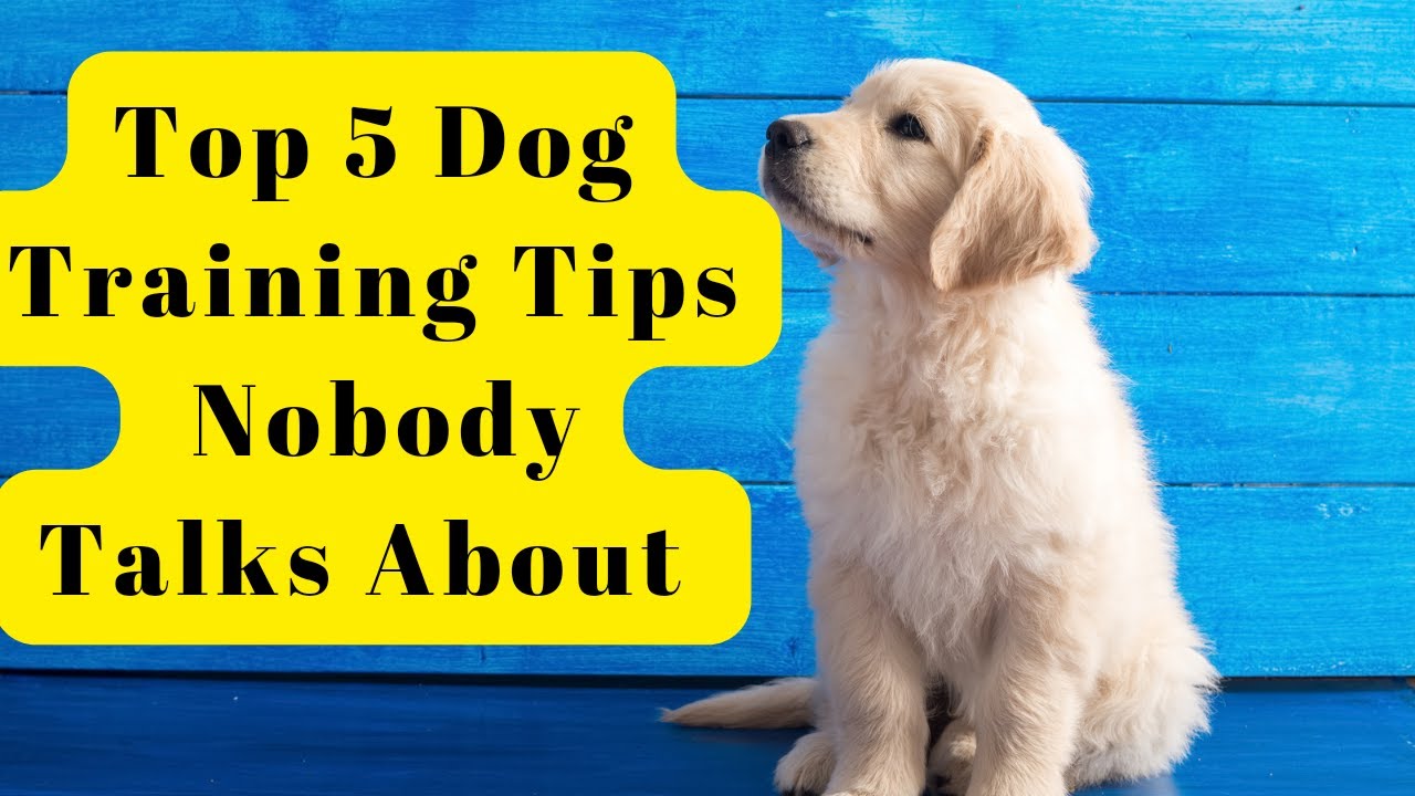 Top 5 Dog Training Tips 🐕 Nobody Talks About. YouTube