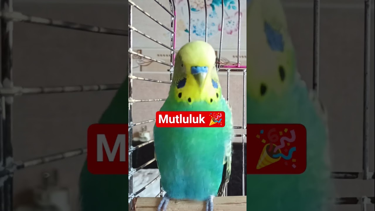 Muhabbet Kuşu Sesi #birds #talkingparot #budgies #parrot #birdsong #cute #parakeet #lovebirds