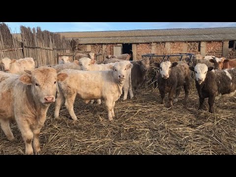 Беспривязный Откорм бычков , плюсы и минусы