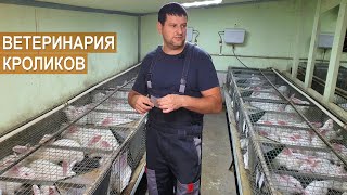видео: Ветеринарное обслуживание кроликов. Кроликоферма Александра Воронкова картинка: Ветеринарное обслуживание кроликов. Кроликоферма Александра Воронкова
