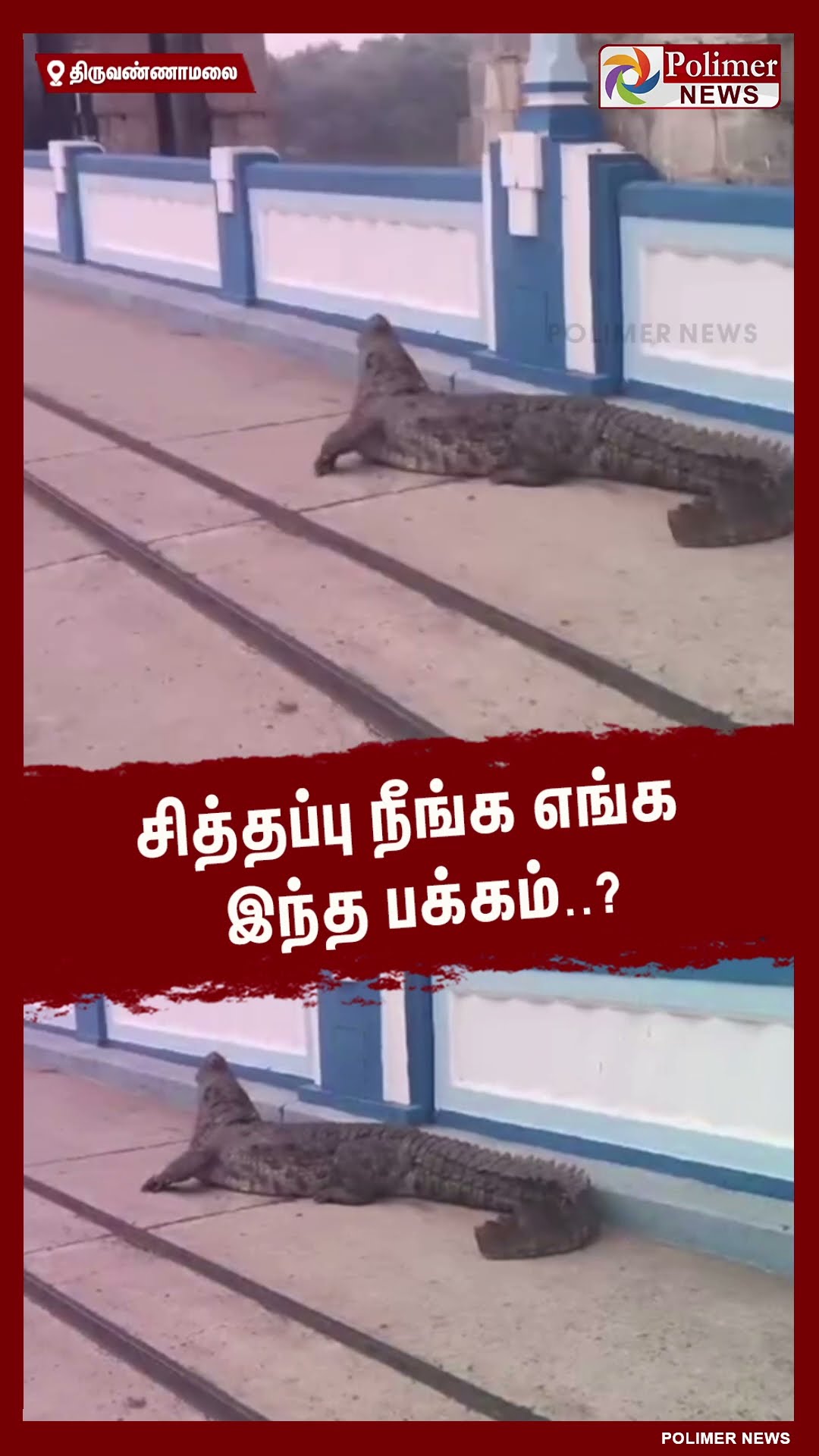 சித்தப்பு நீங்க எங்க இந்த பக்கம்..? மிரளவிட்ட முதலை.. #shorts | #crocodile