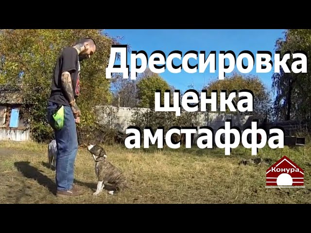 воспитание стаффордширского терьера