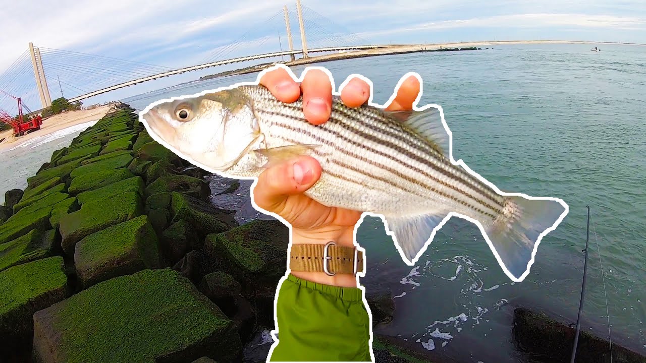 Striped Bass POD Delaware Seashore State Park YouTube