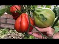 Всегда сажаю этот томат- Пузата хата. Крупноплодный, высокорослый, очень урожайный сорт помидор!