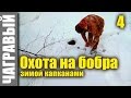 Охота на бобра капканами 4 | капкан на тропе. Hunting for the beaver by traps 4 | trap on the trail.