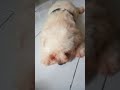 don't call me, I'm busy lazy#shorts #shipoo #animals